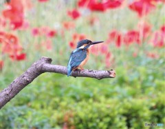 カワセミさん。