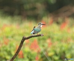 雨の中のカワセミさん。