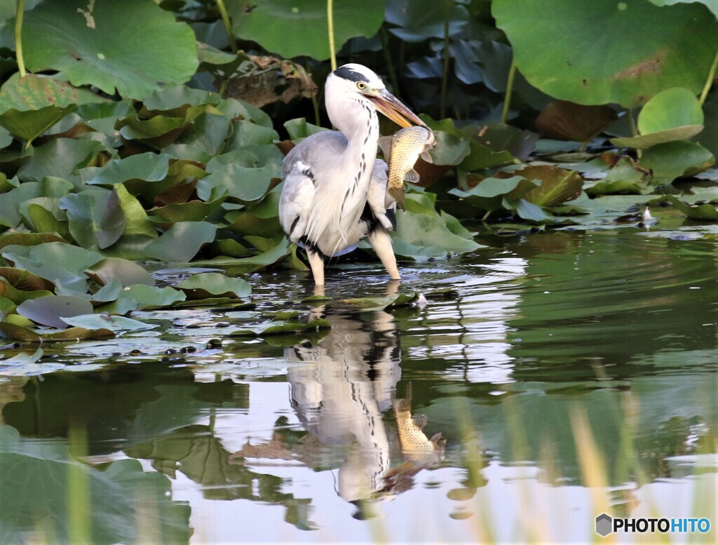 アオサギさん。③