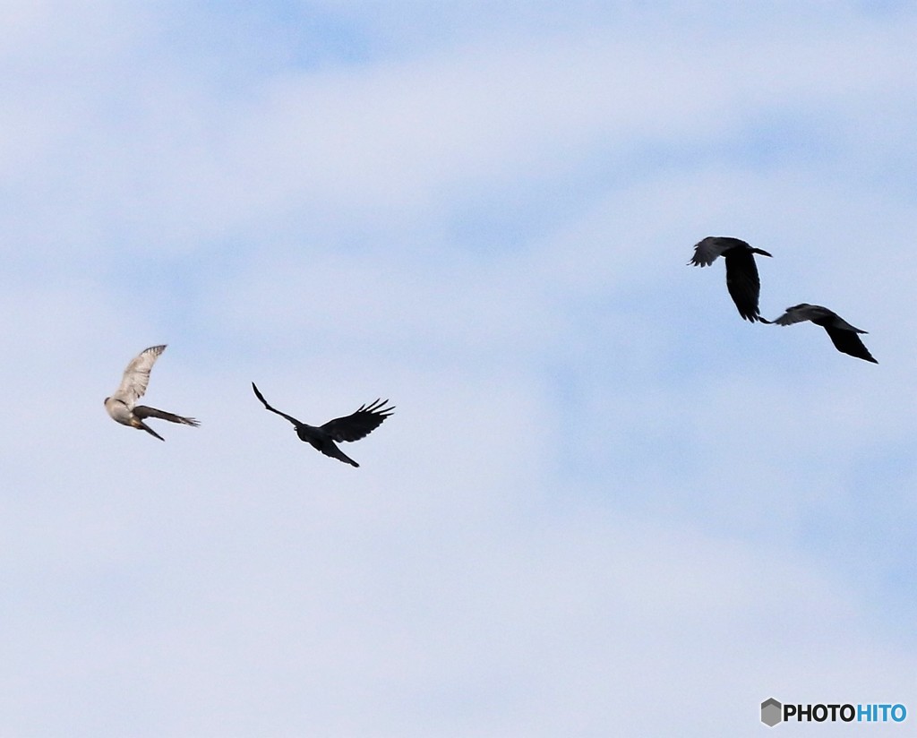 オオタカさんとハシブトガラスさんたち。②