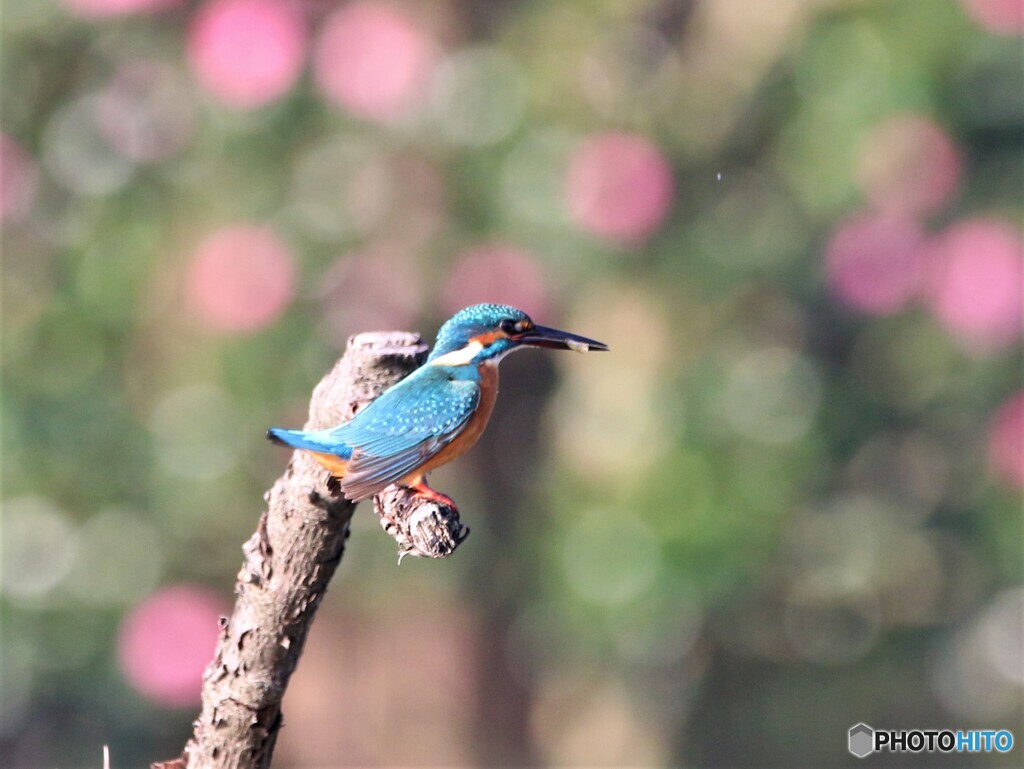 カワセミさん。