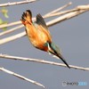 カワセミさん、飛び出し。