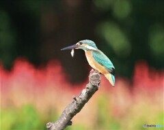 カワセミさんとサルビアの花。