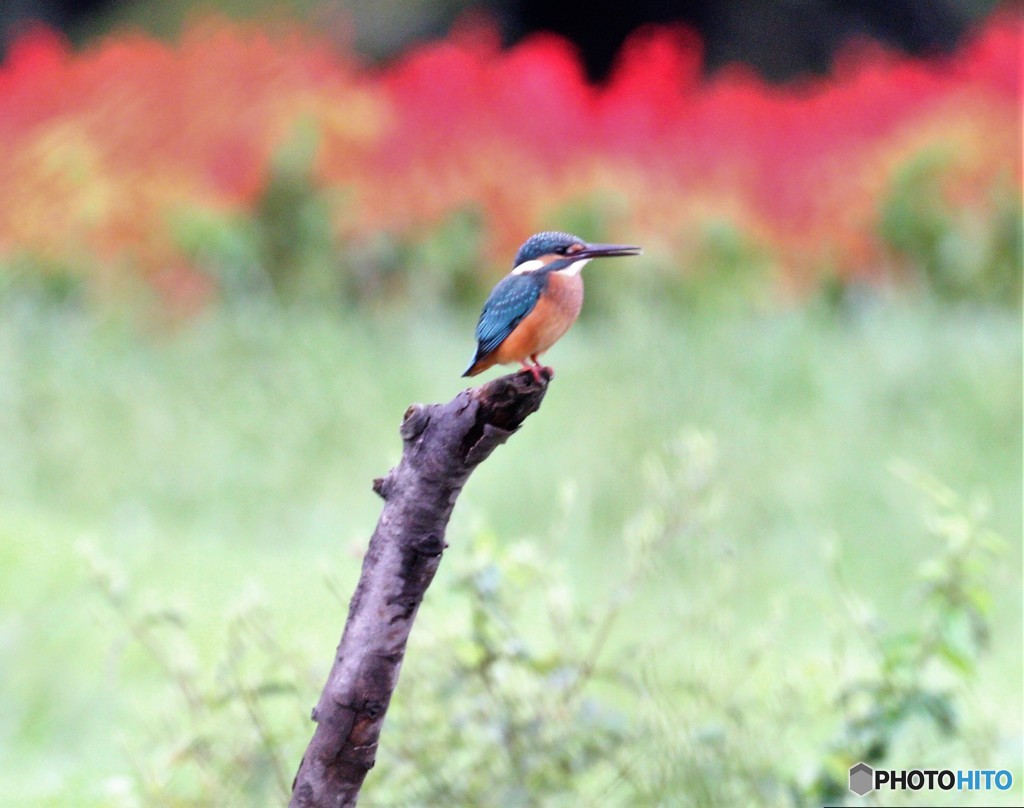 サルビアさん。