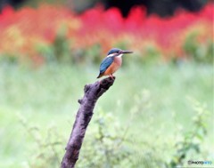 サルビアさん。