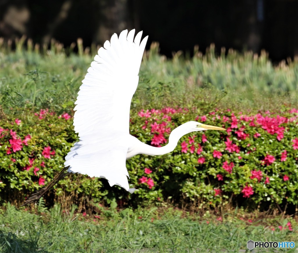 ダイサギさん。