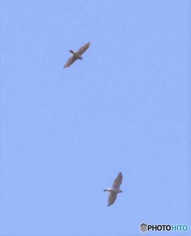 ハイタカさんのペアー