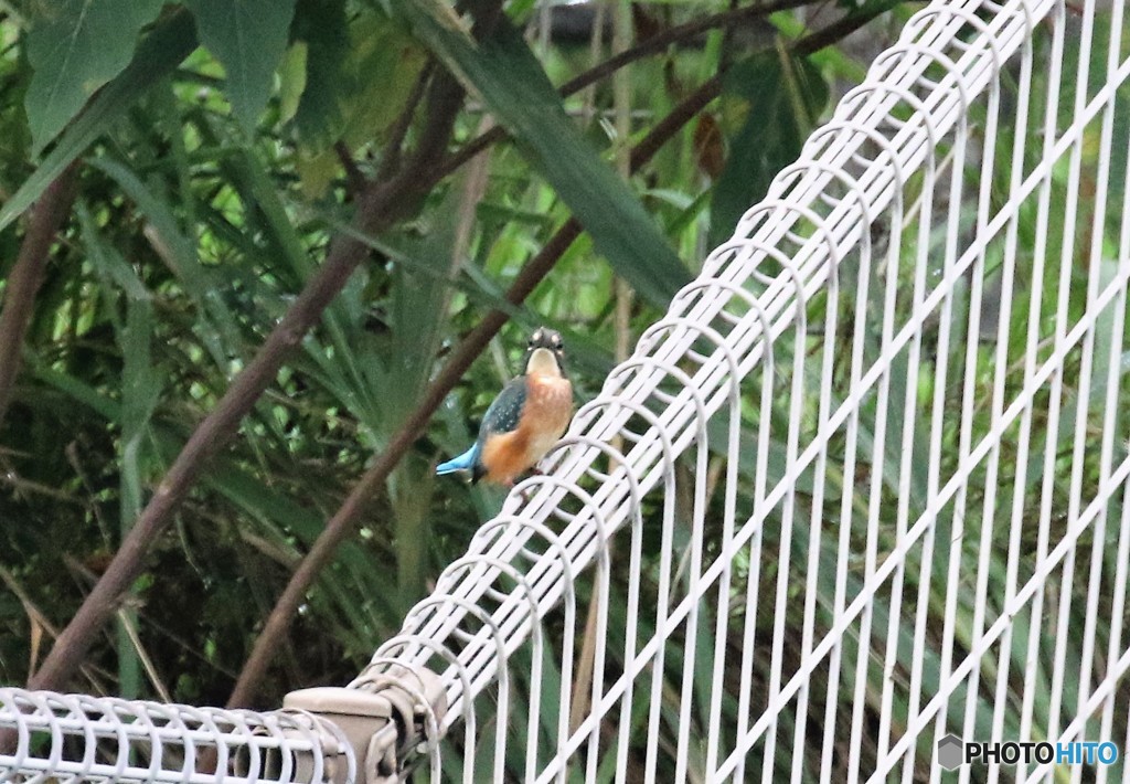 カワセミさん。