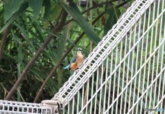 カワセミさん。