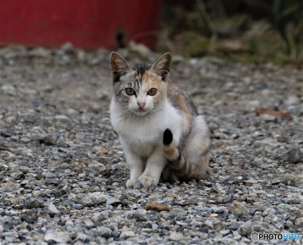 子猫さんかな。