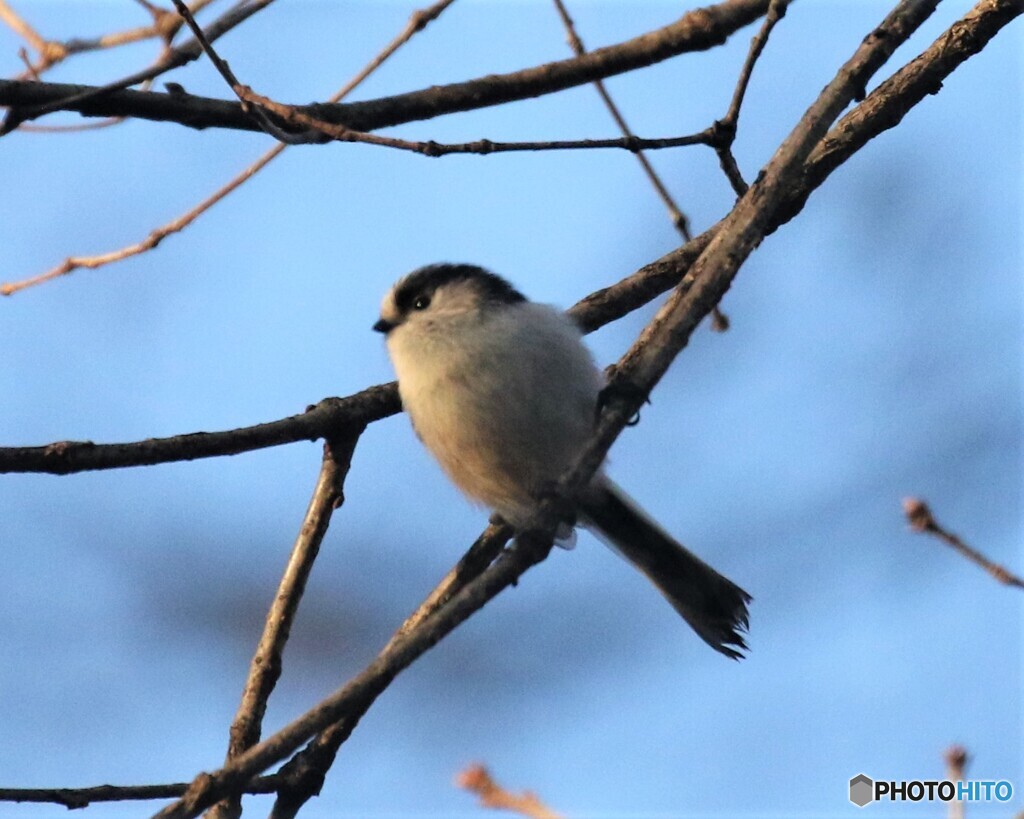 令和元年最後の鳥見鳥撮り①。