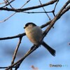 令和元年最後の鳥見鳥撮り①。
