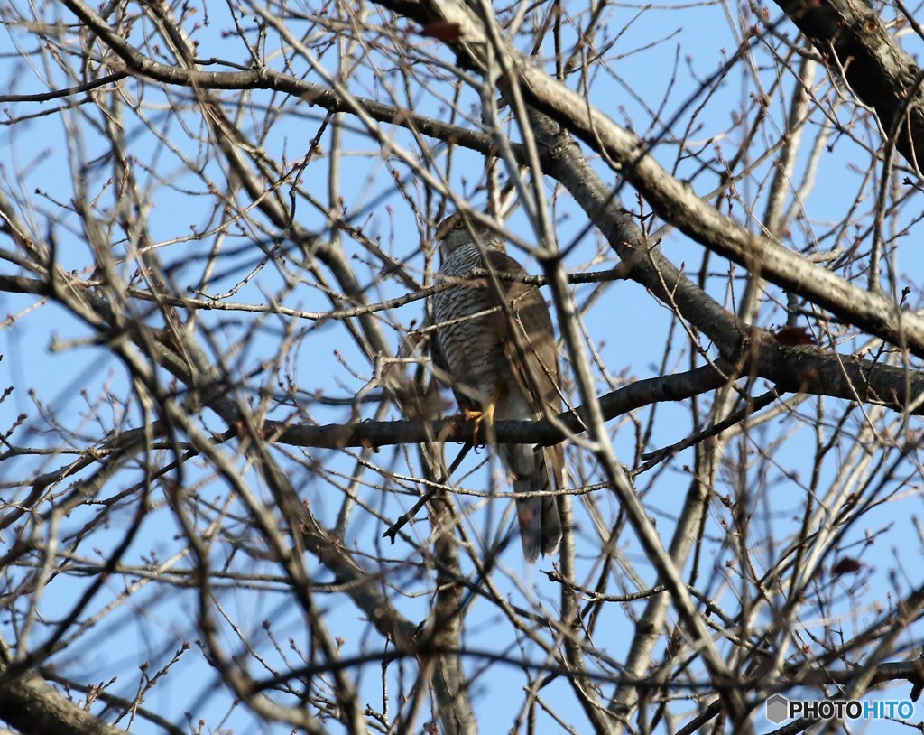 ハイタカさん。