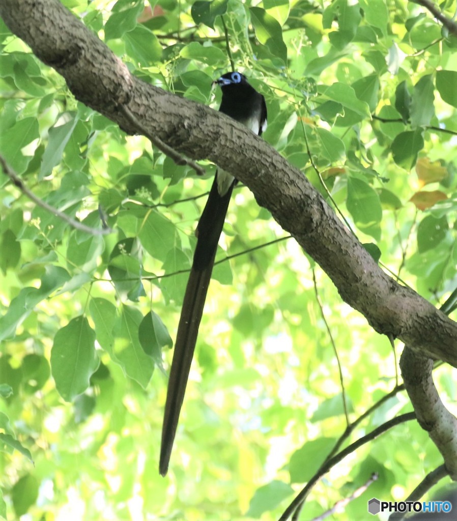今年も地元の公園で会えました、サンコウチヨウさんのオス。