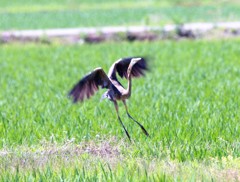 ムラサキサギさん、飛び出し。