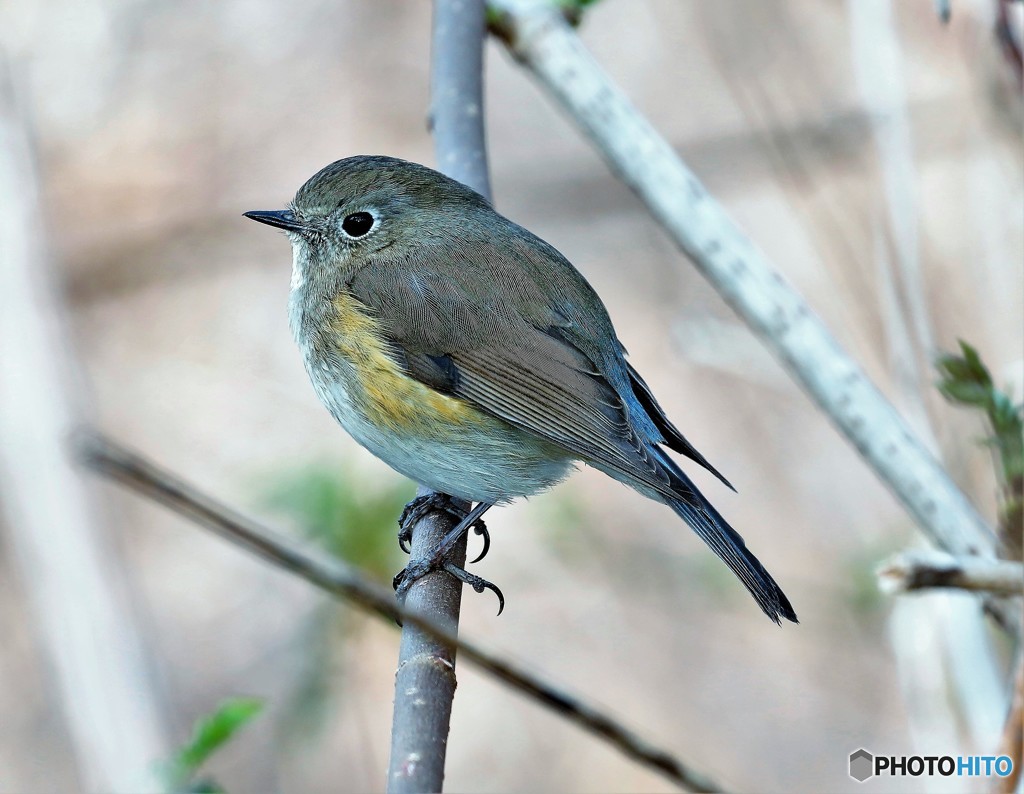 公園の野鳥さん。１