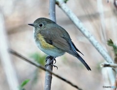 公園の野鳥さん。１