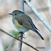 公園の野鳥さん。１