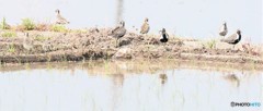 水田の愛鳥週間。