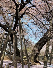 石戸蒲桜。