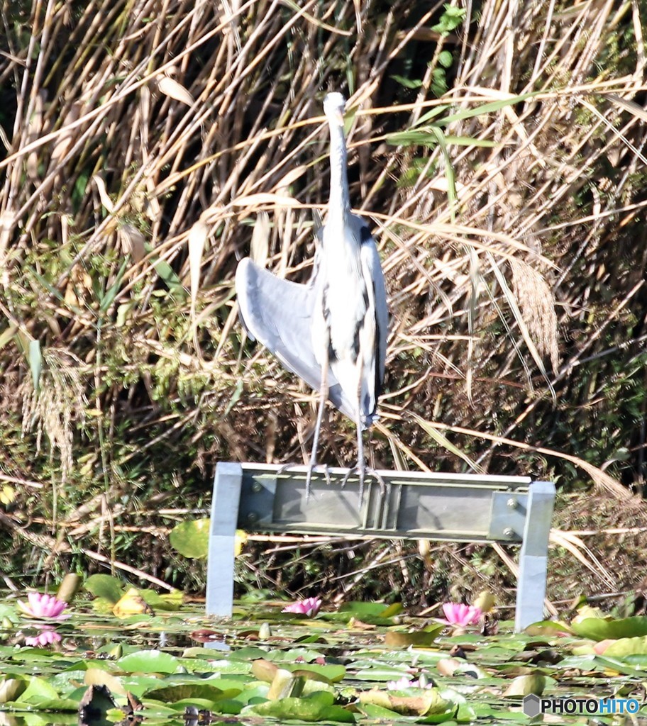 アオサギさん。