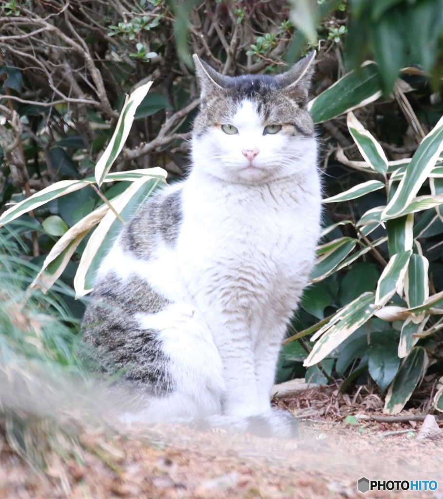 公園のネコさん。