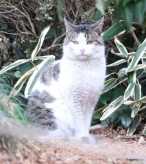 公園のネコさん。