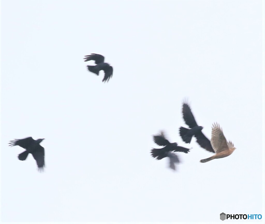 オオタカさんの若鳥。