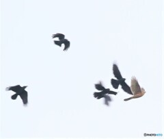 オオタカさんの若鳥。