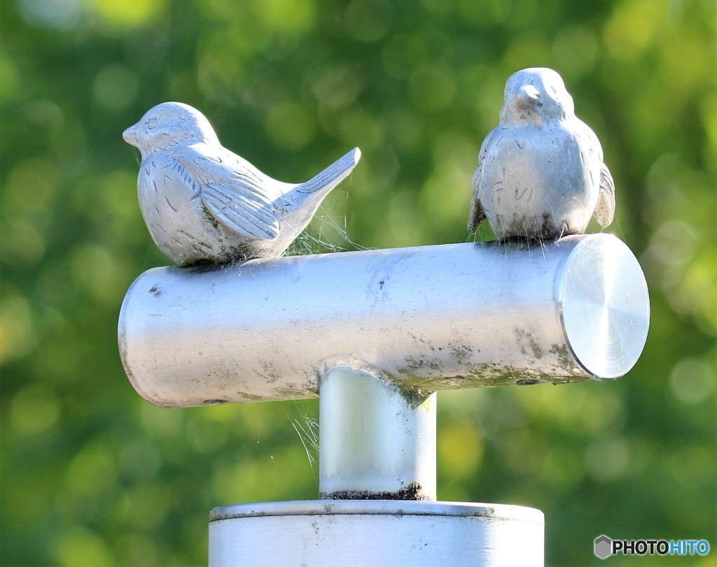 公園のスズメさん。