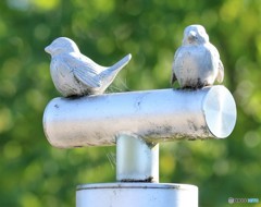 公園のスズメさん。