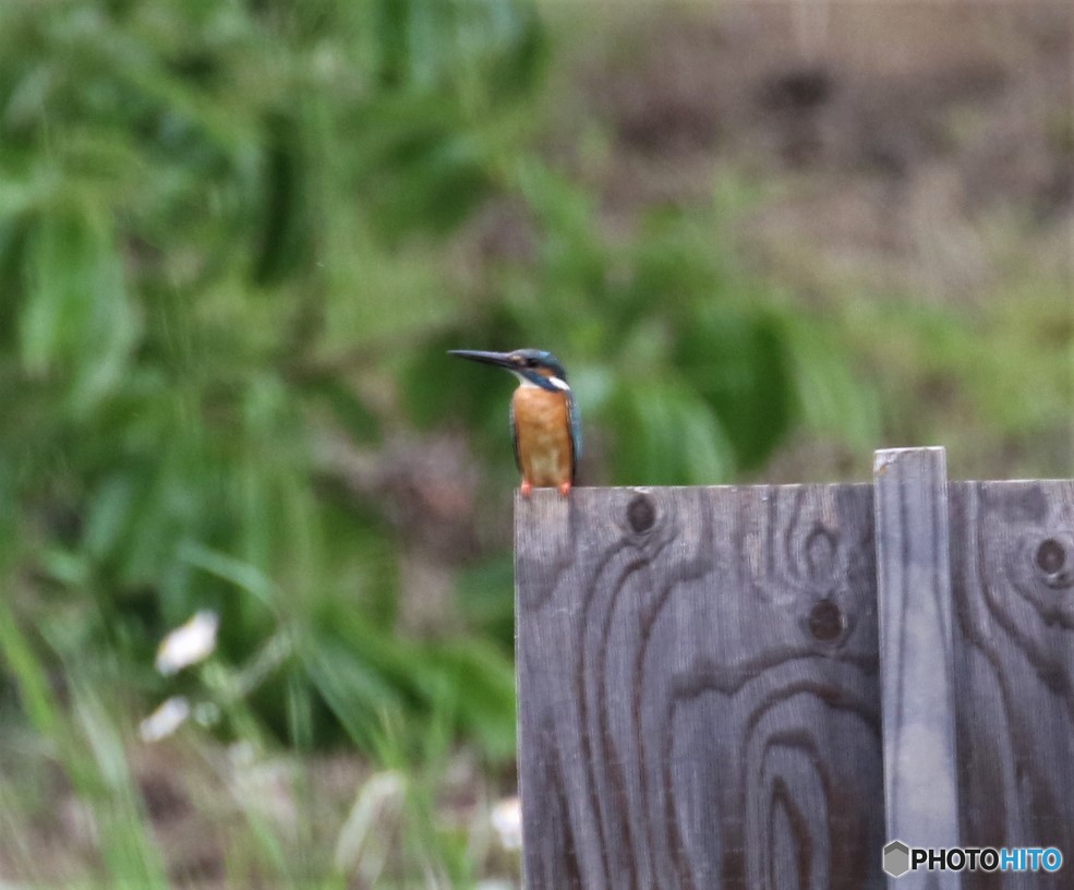 カワセミくん。