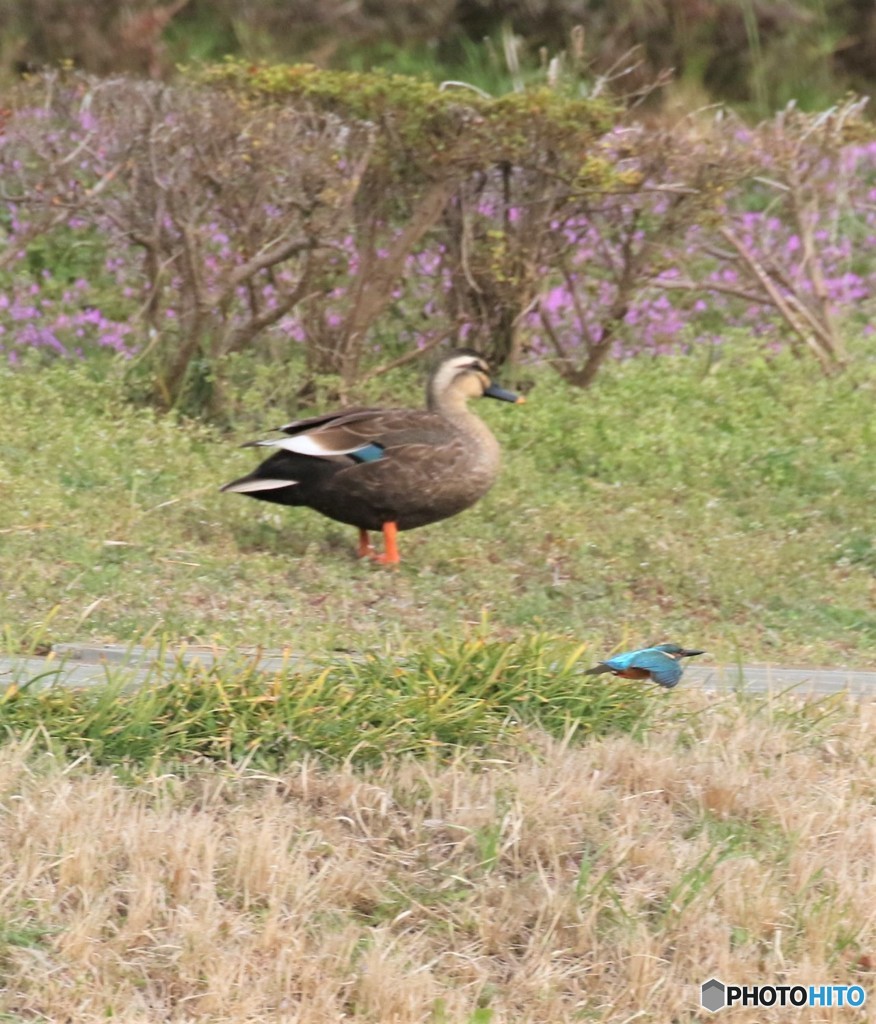 カルガモさんとカワセミくん。