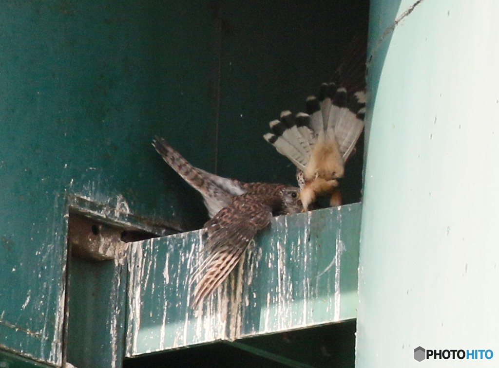 愛鳥週間です。