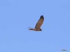 チュウヒさん。
