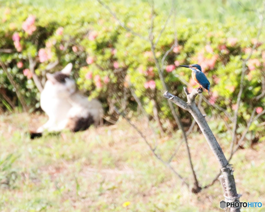 ネコ・カワセミくん。