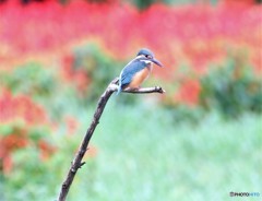 カワセミさん。