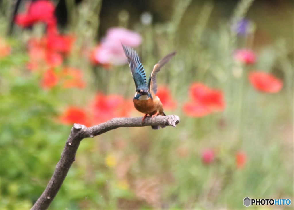 カワセミさん。