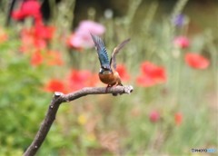 カワセミさん。