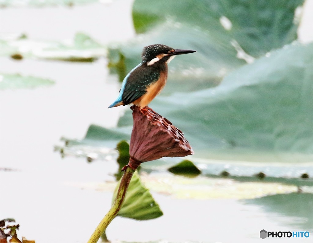 雨・カワセミさん。