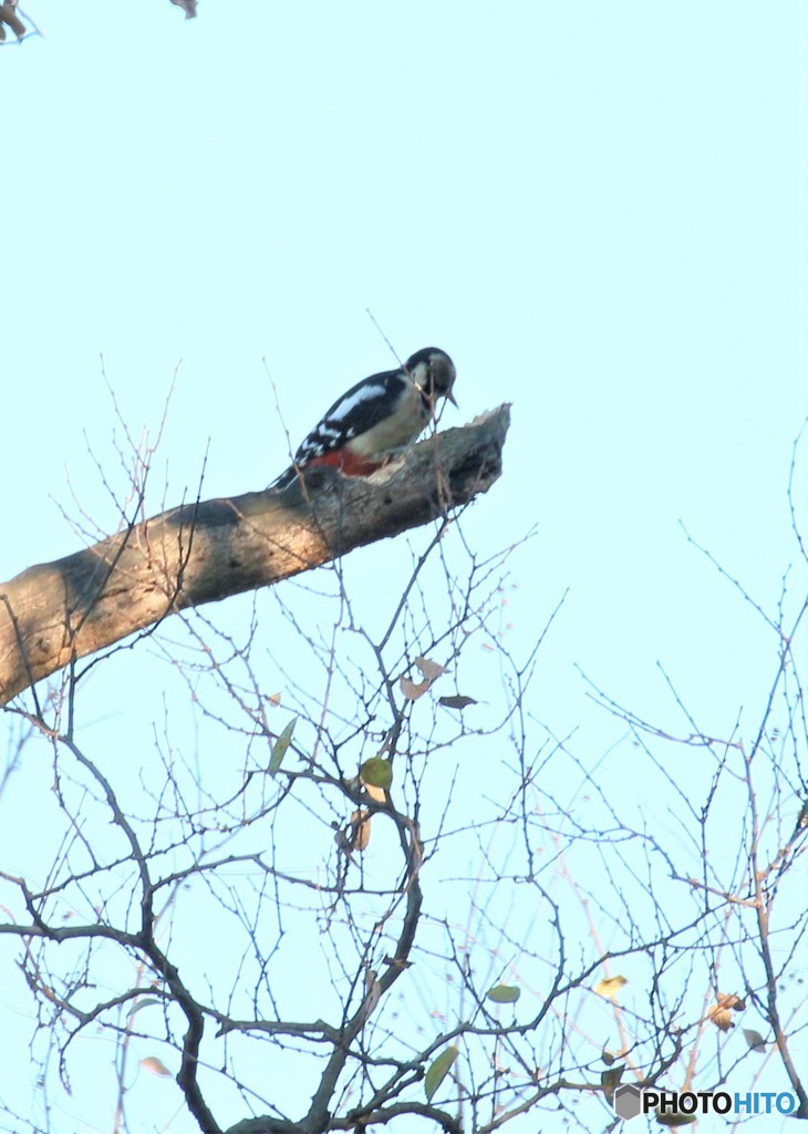 アカゲラさん。②