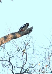 アカゲラさん。②