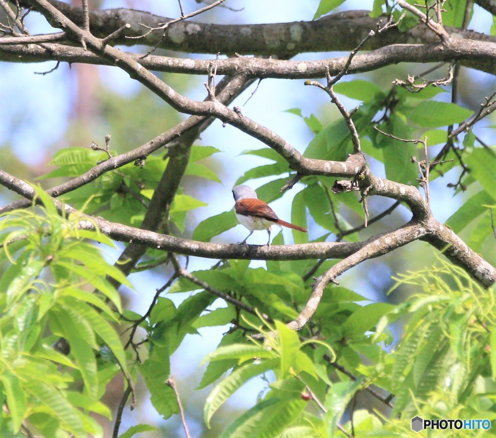 チゴモズさん。