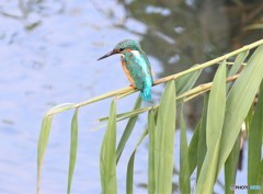 カワセミさん。