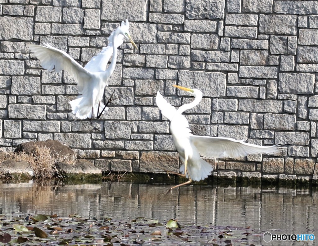 ダイサギの舞い。