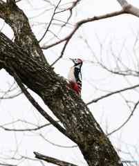 アカゲラさん。