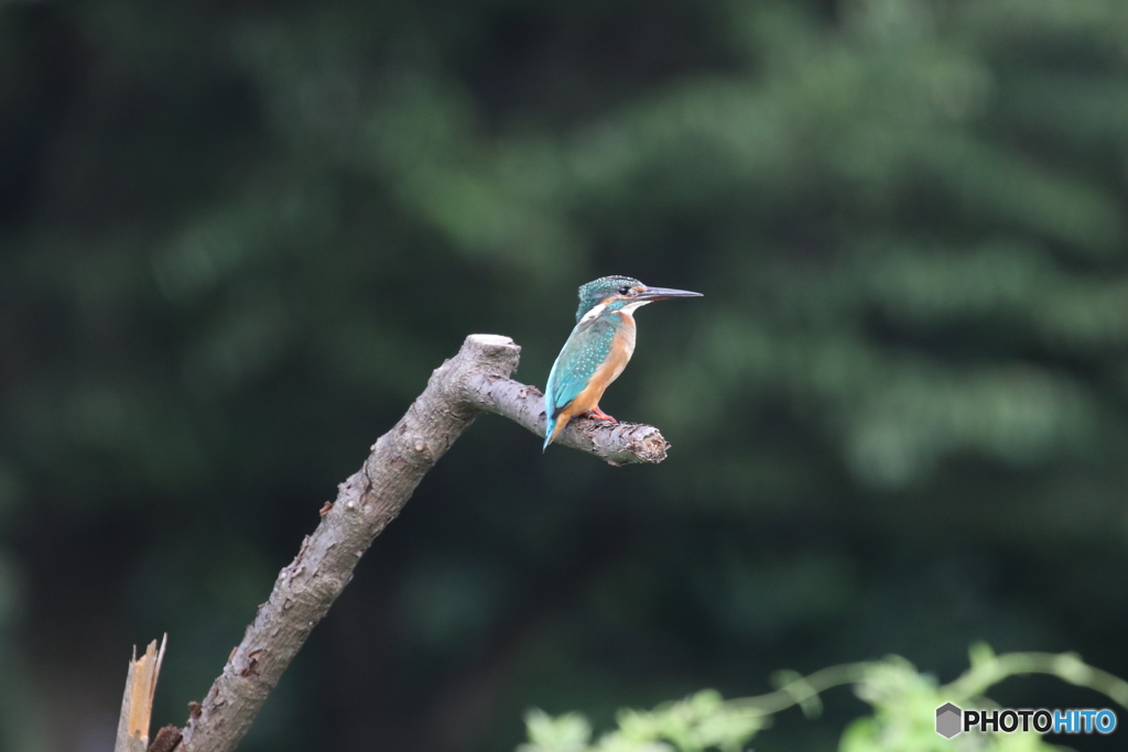 ノートリ・無修正。