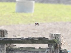 カワセミさん。②