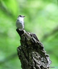 新緑の中で、コサメビタキさん。②