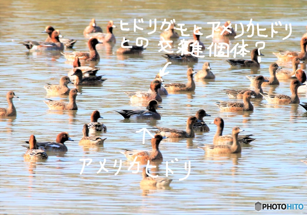 ヒドリガモ・アメリカヒドリ・交雑個体かな・・・